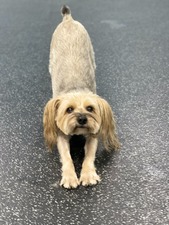 Dogtopia of Fort Lauderdale Downtown