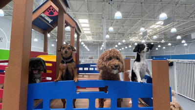 Dog Unleashed - INN The DogHouse