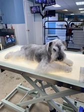Pet Stop Grooming and Boarding
