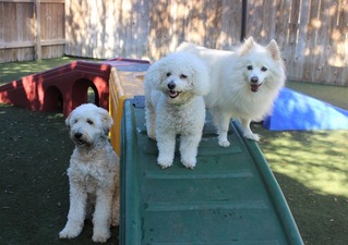 Pet Paradise Palm Coast