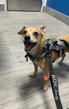 Furever Vets Central