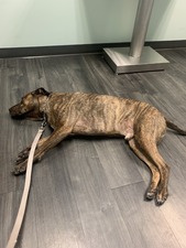 Pet Doctors of America