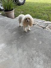 Panhandle Veterinary Services