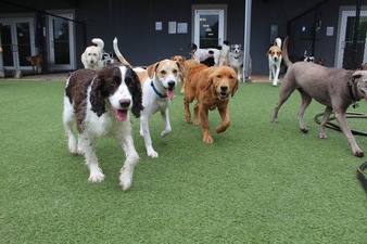 Primo Dog Bed & Biscuits