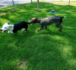 Miss Pearl's Bed & Biscuit