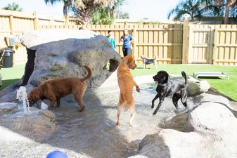 Camp Run-A-Mutt Gainesville