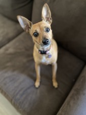 A Very Important Pet