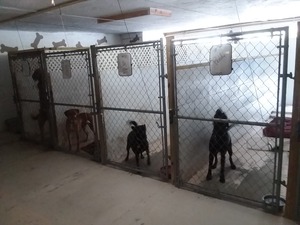 Just4Paws Pet Boarding