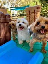 Doggy Resort Sarasota