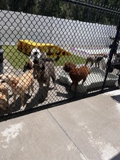 PetSuites Carrollwood