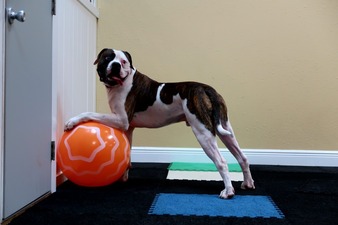 Euro Pros K-9 Center