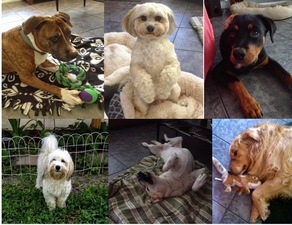 Lots of Lovins Pet Care