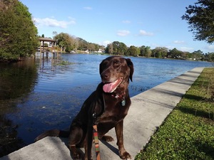 All Creatures Pet Lodge