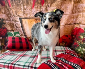 Woof Gang Bakery & Grooming