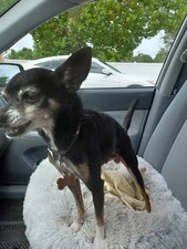 All 'Bout Cats & Dogs